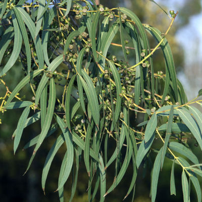 Eucalyptus parvifolia